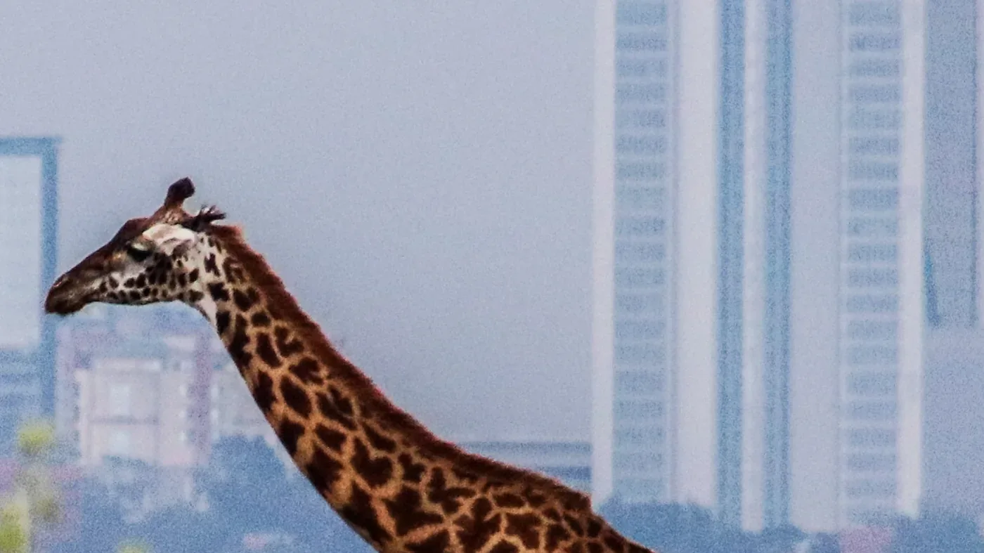 Nairobi — stays guide