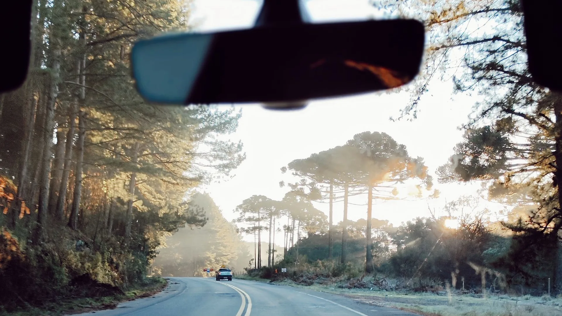 Driving through a forest road at sunset - comparing car hire for road trips